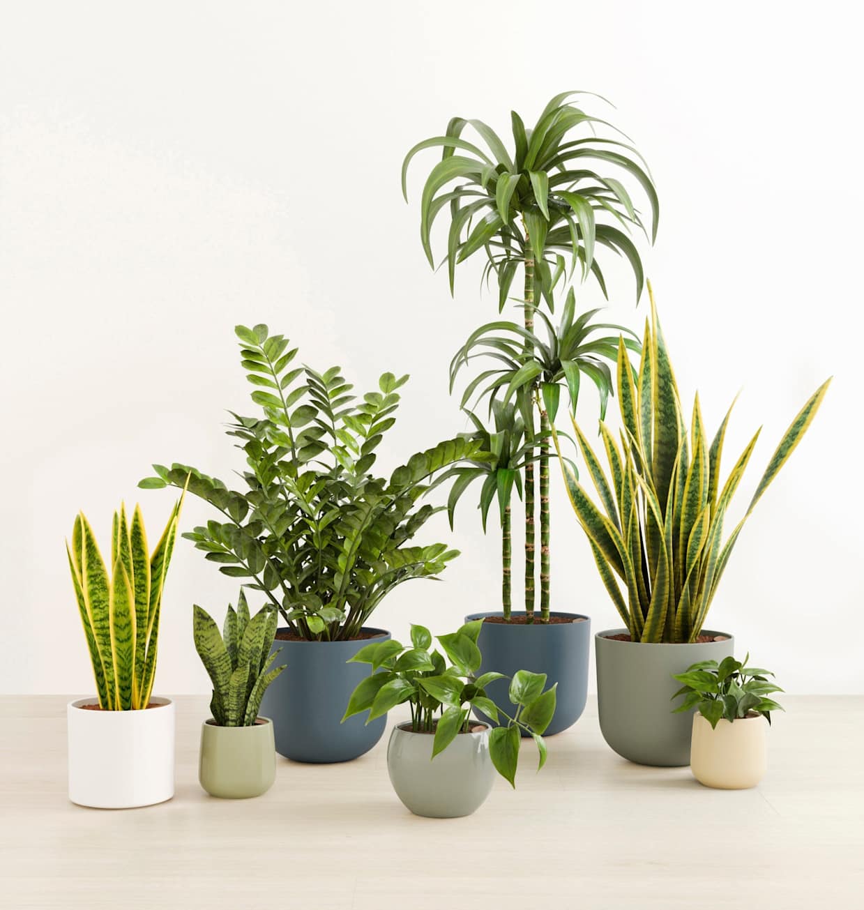 cutlass aglaonema Aglaonema Cutlass 
