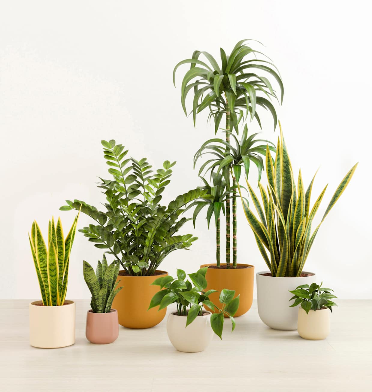 Luminous Jungle Air Purifying Plant Bundle | easyplant