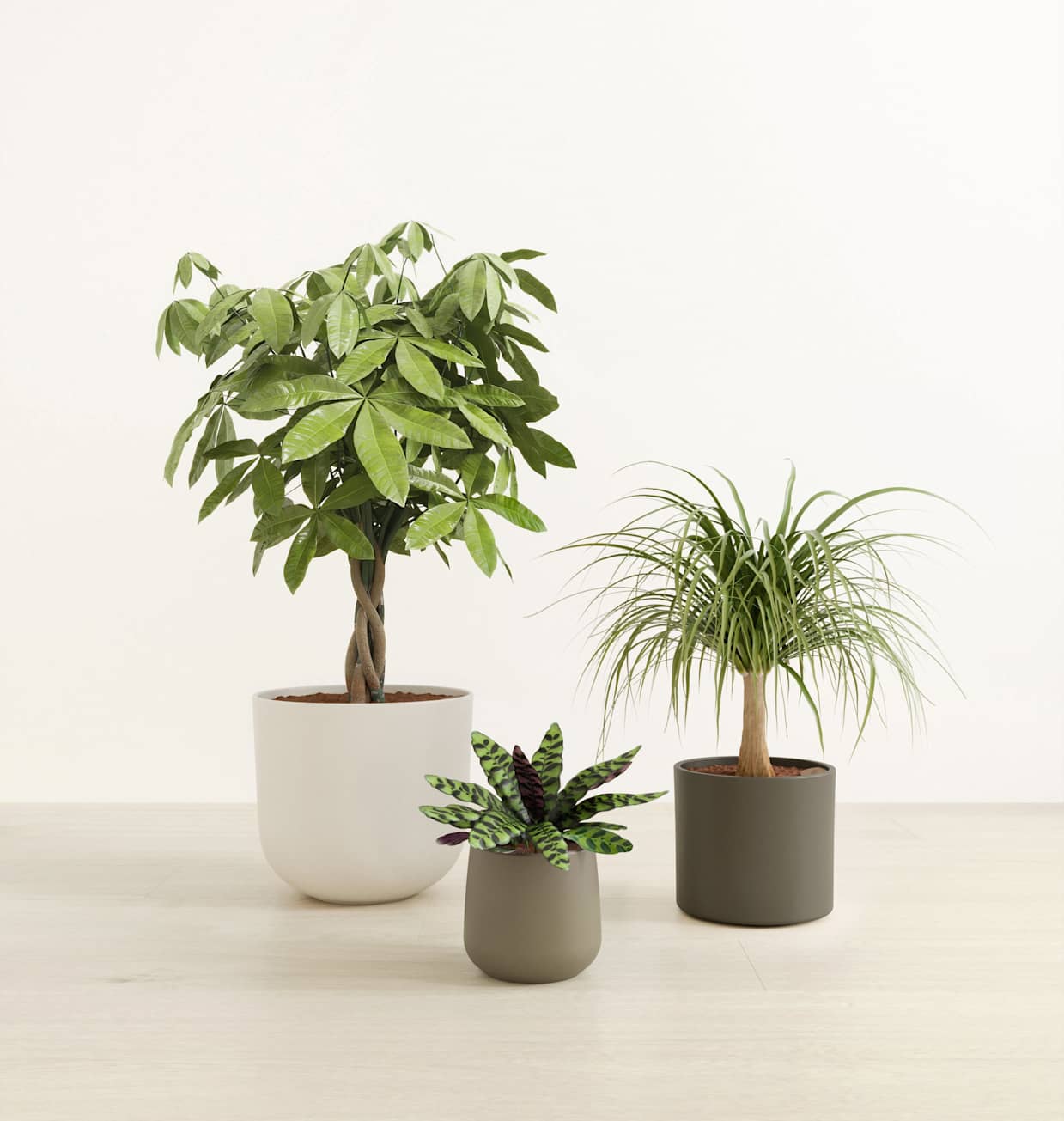 white bird of paradise indoor plant Bird of Paradise - White main image 0
