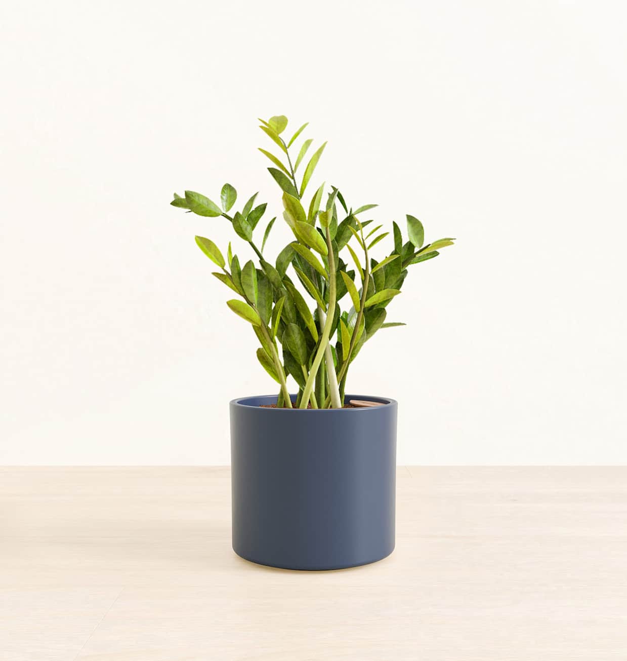 Medium ZZ Plant | Buy 10-18 Inch Indoor Plants | easyplant