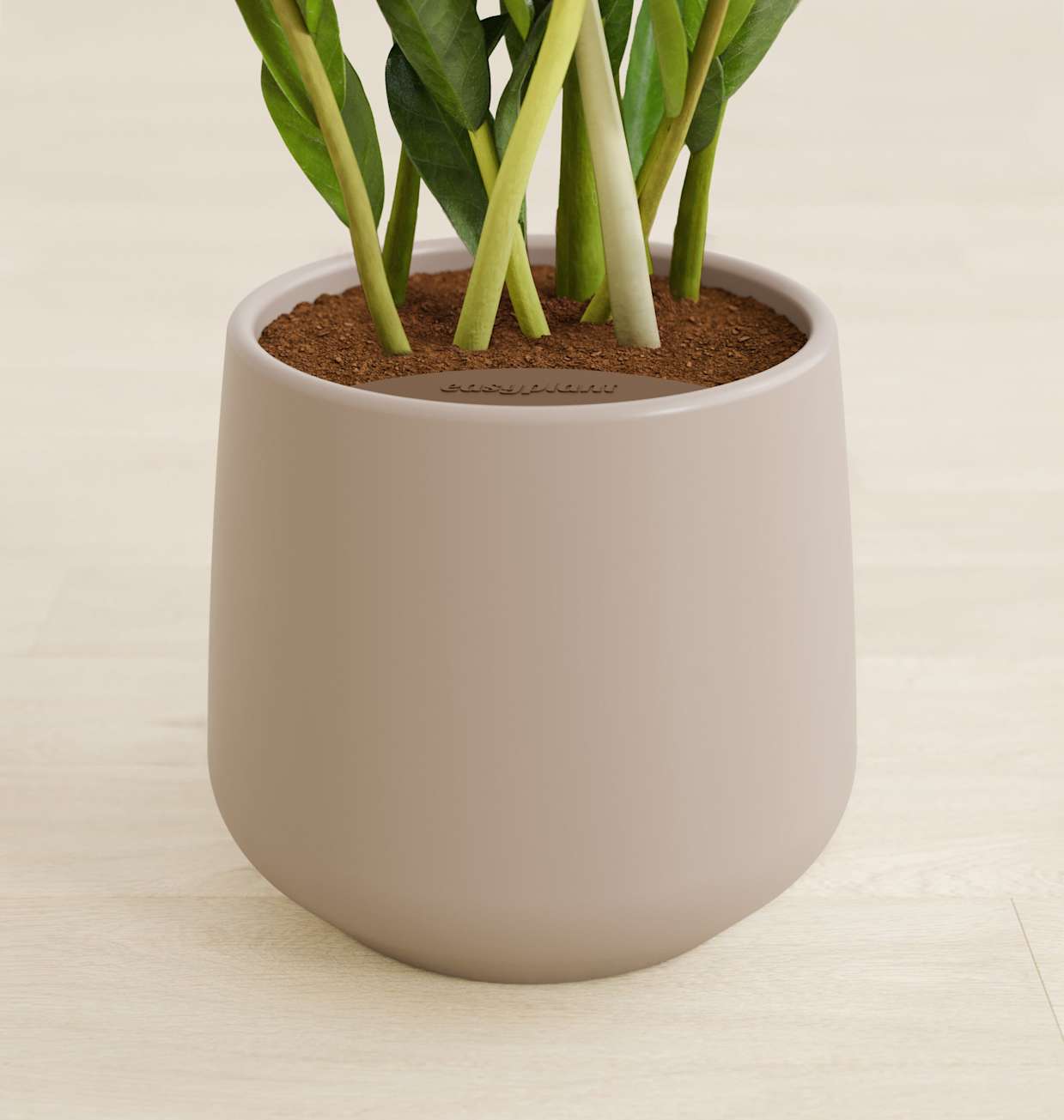 Medium ZZ Plant | Buy 10-18 Inch Indoor Plants | easyplant