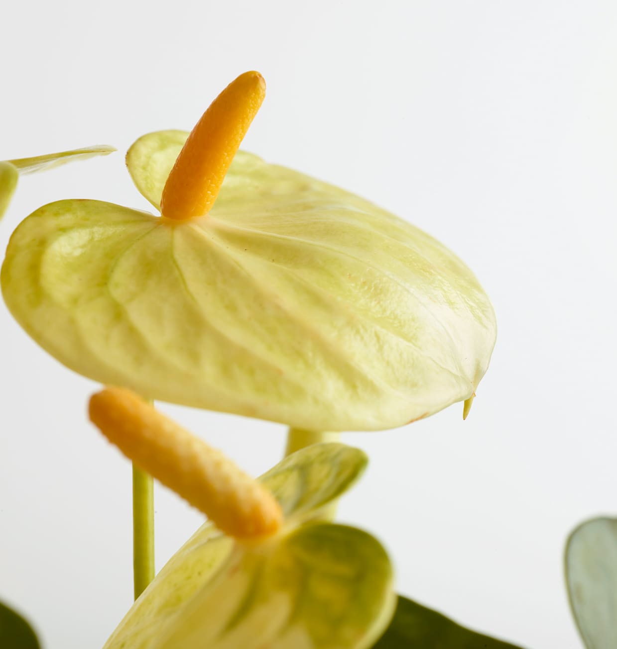 Small Self-Watering Yellow Anthurium Plant for Sale | easyplant