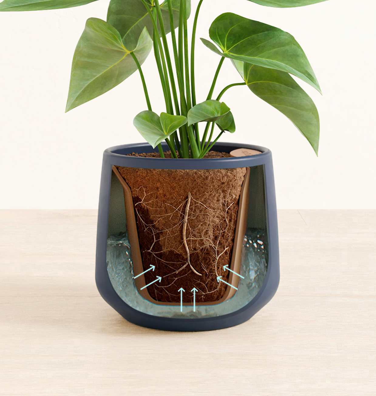 Medium Self-Watering Anthurium Sweet Dream for Sale | easyplant