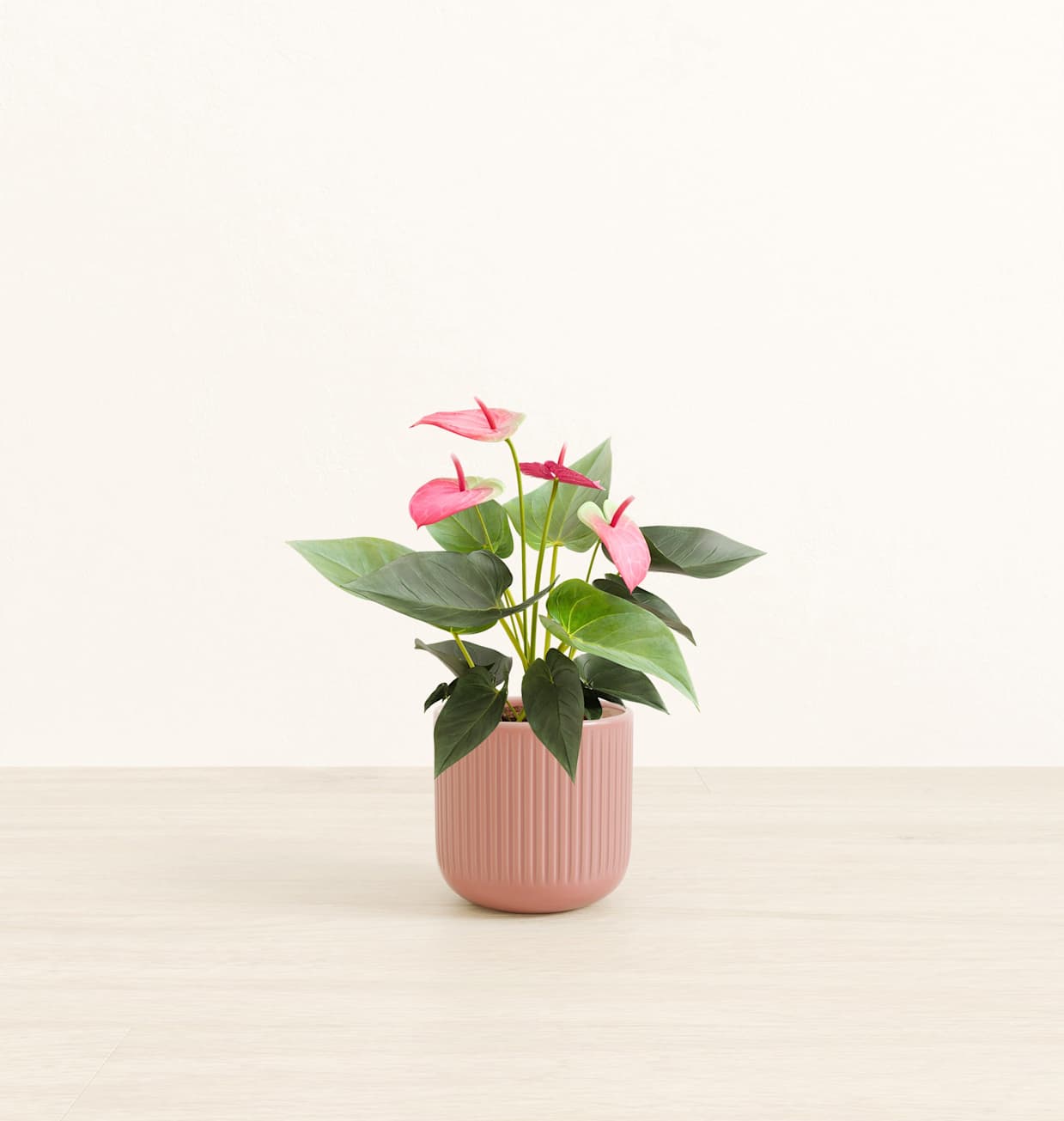 Small Self-Watering Anthurium Sweet Dream Plant for Sale | easyplant