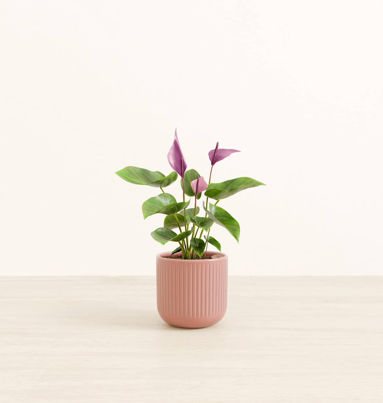400★Heart鉢pink モルタル雑貨　（お任せ植物付き）168 Alocasia 'Balloon Heart' Pink Variegated (wk18-A) – Rare Plant Fairy