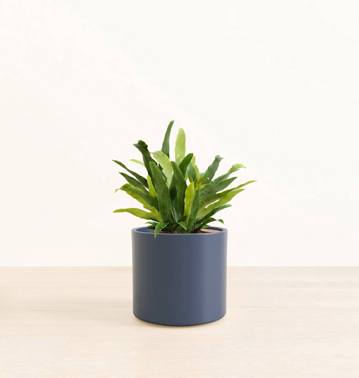 Medium Self-Watering Blue Star Fern For Sale | easyplant