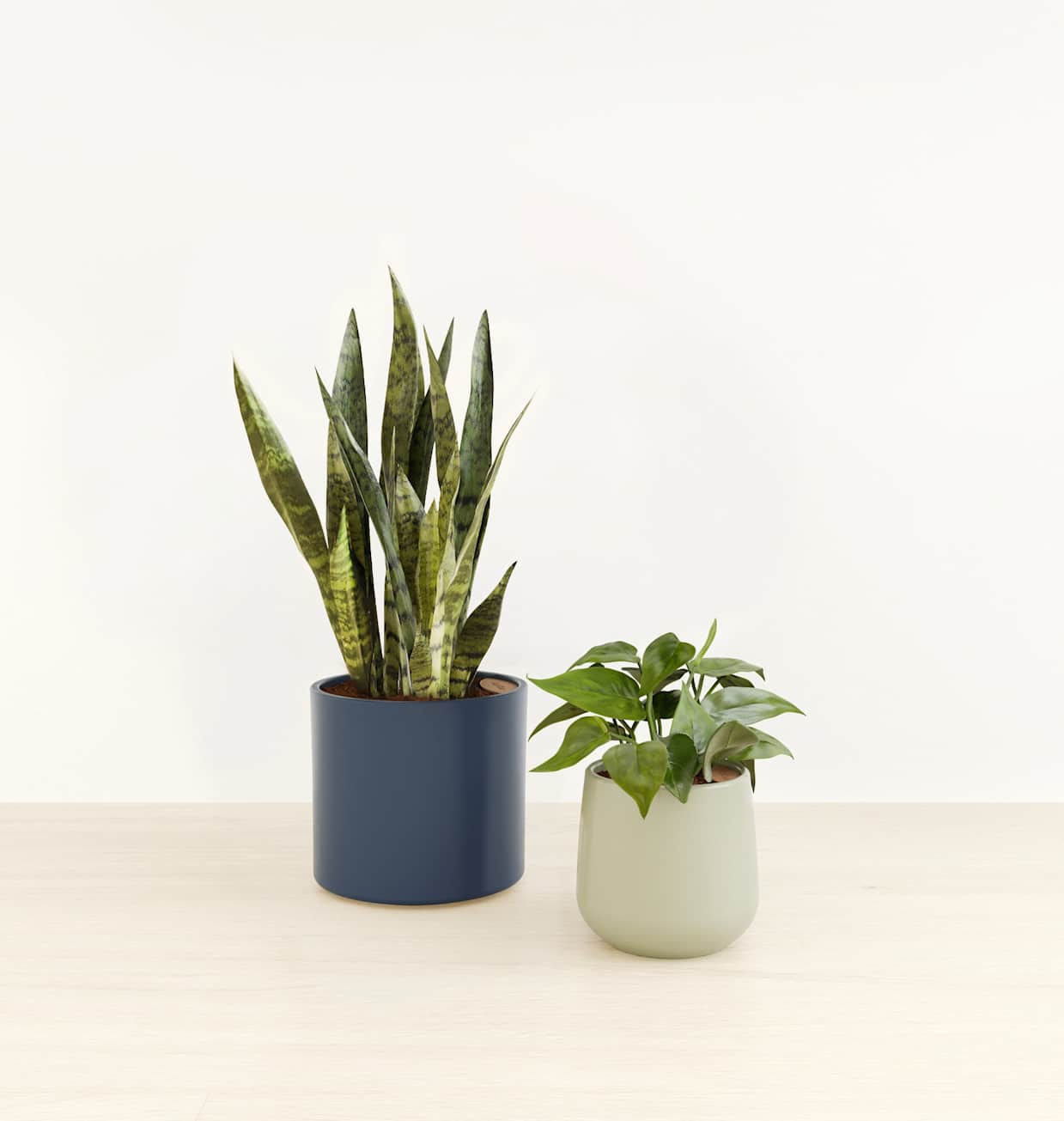 The Heartfelt Harmony Collection | easyplant