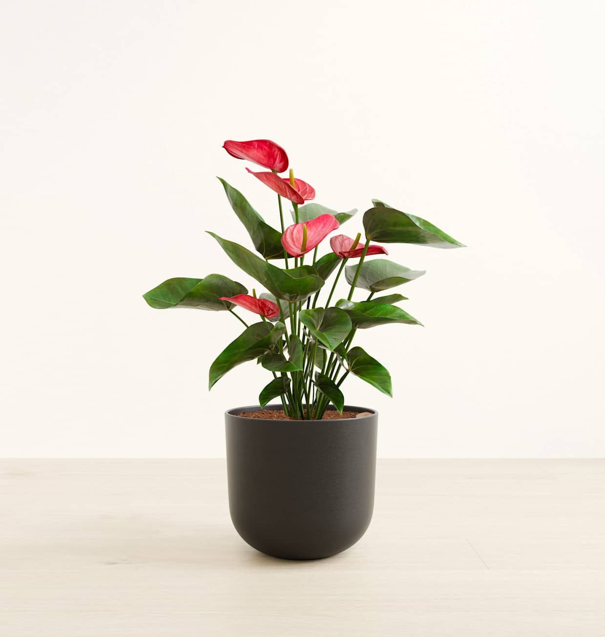 anthurium zebrina Nerve-Leaf Anthurium – Plantwell main image 0