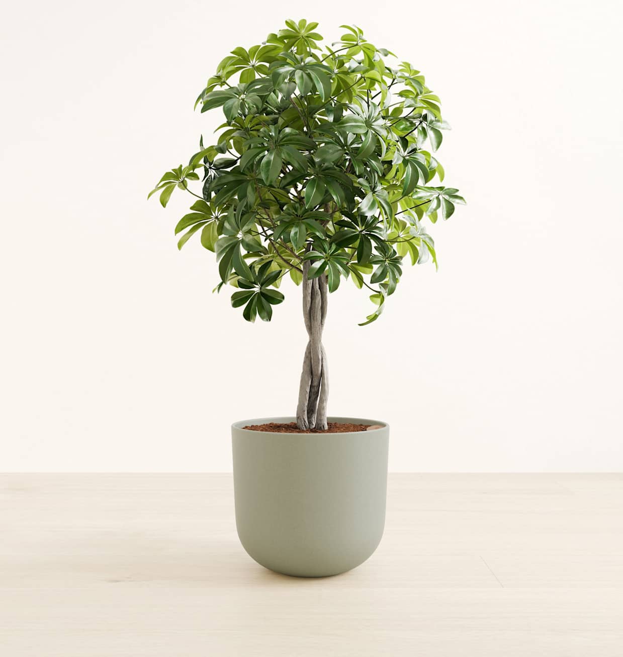 Large Schefflera Tree Form Plant For Sale | easyplant