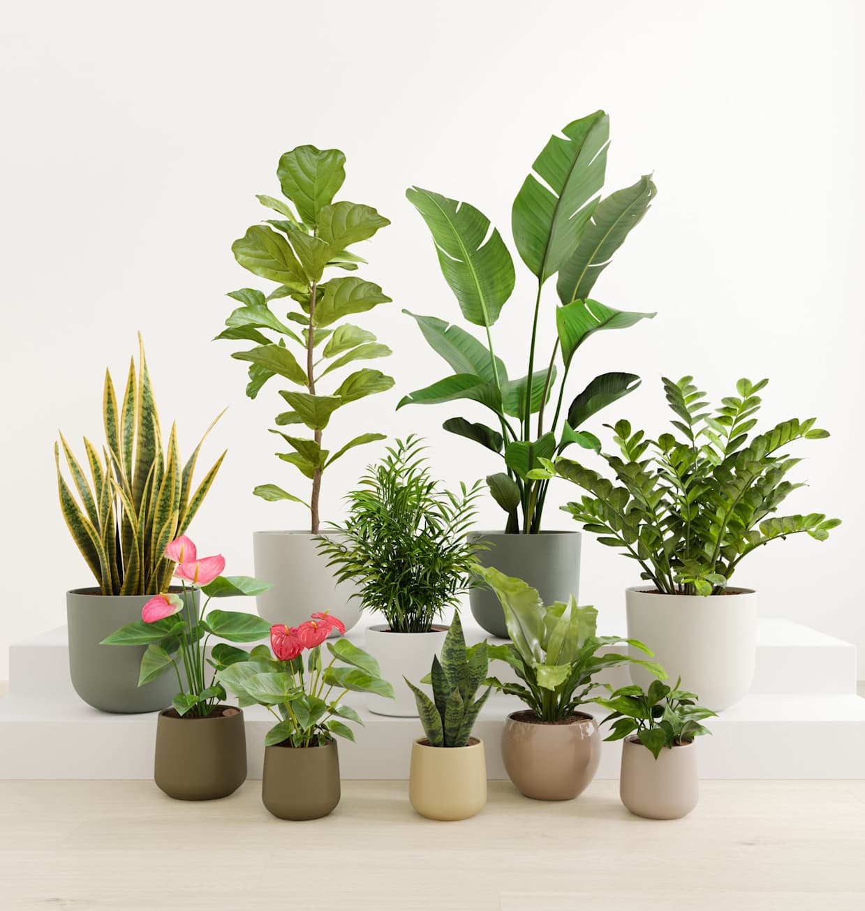 Statement Set of 10 Indoor Plants | easyplant