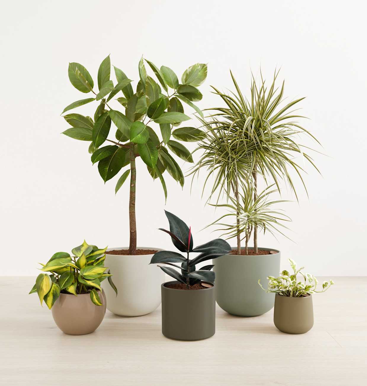 Textured Harmony Indoor Plant Set | easyplant