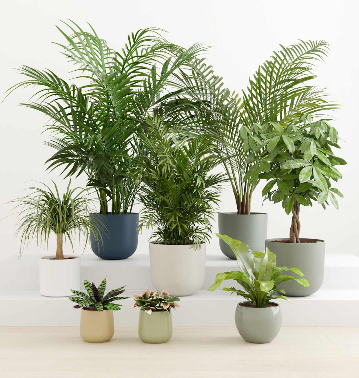 Tropical Haven