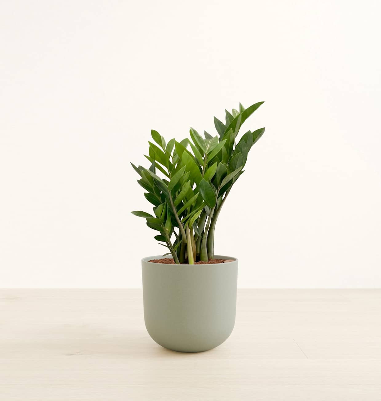 Large ZZ Plant Black: Buy Self-Watering ZZ Plant | easyplant