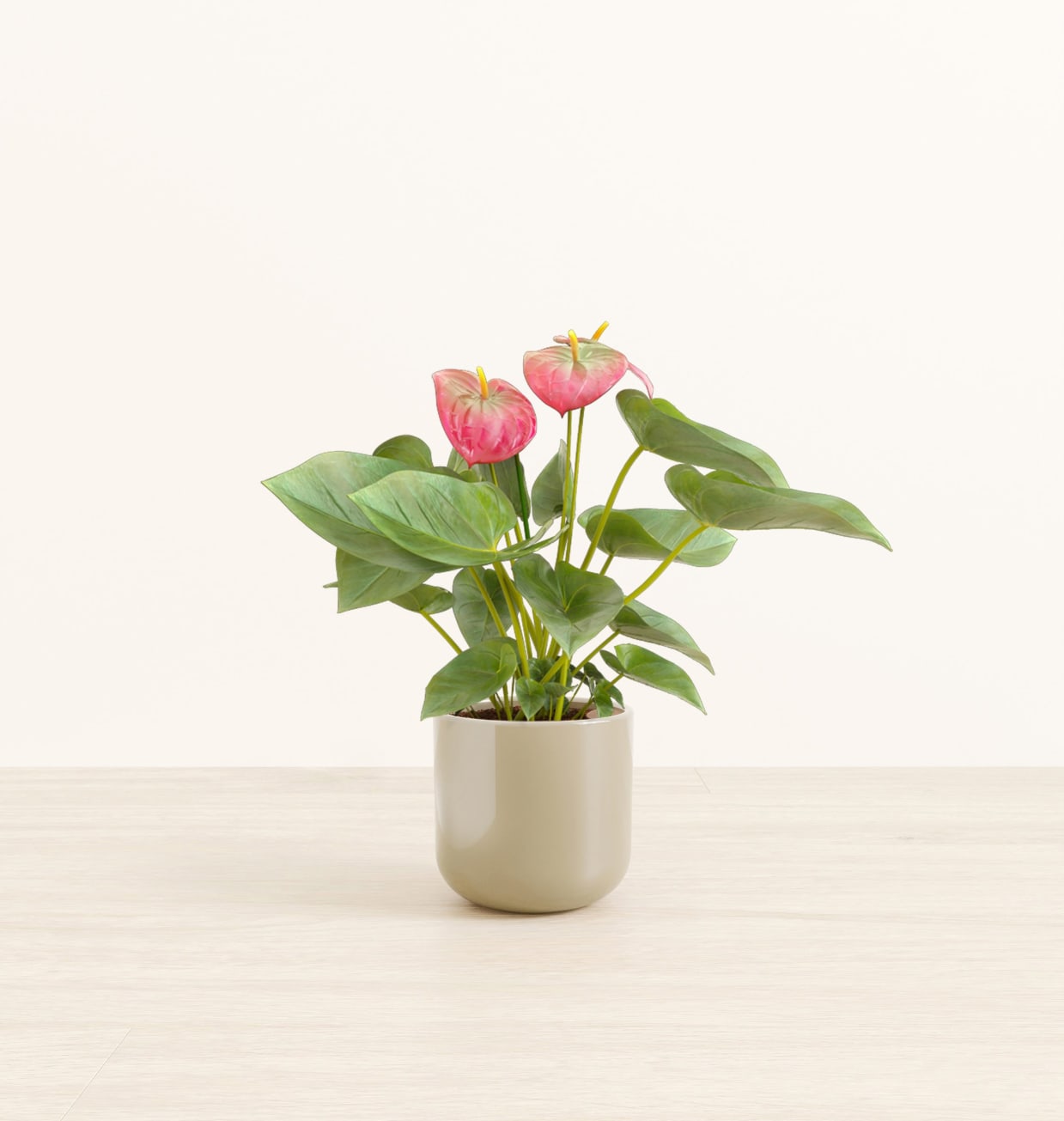 Pink Anthurium For Sale | easyplant