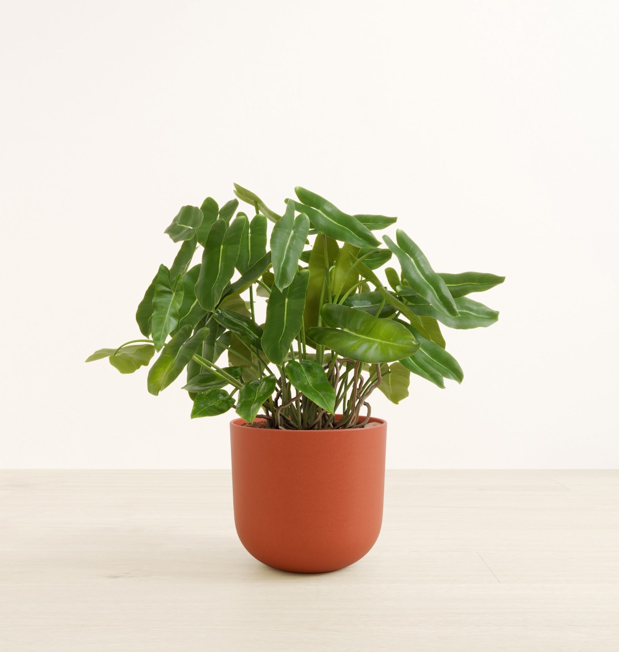 philodendron smithii Philodendron smithii asperum | Plants