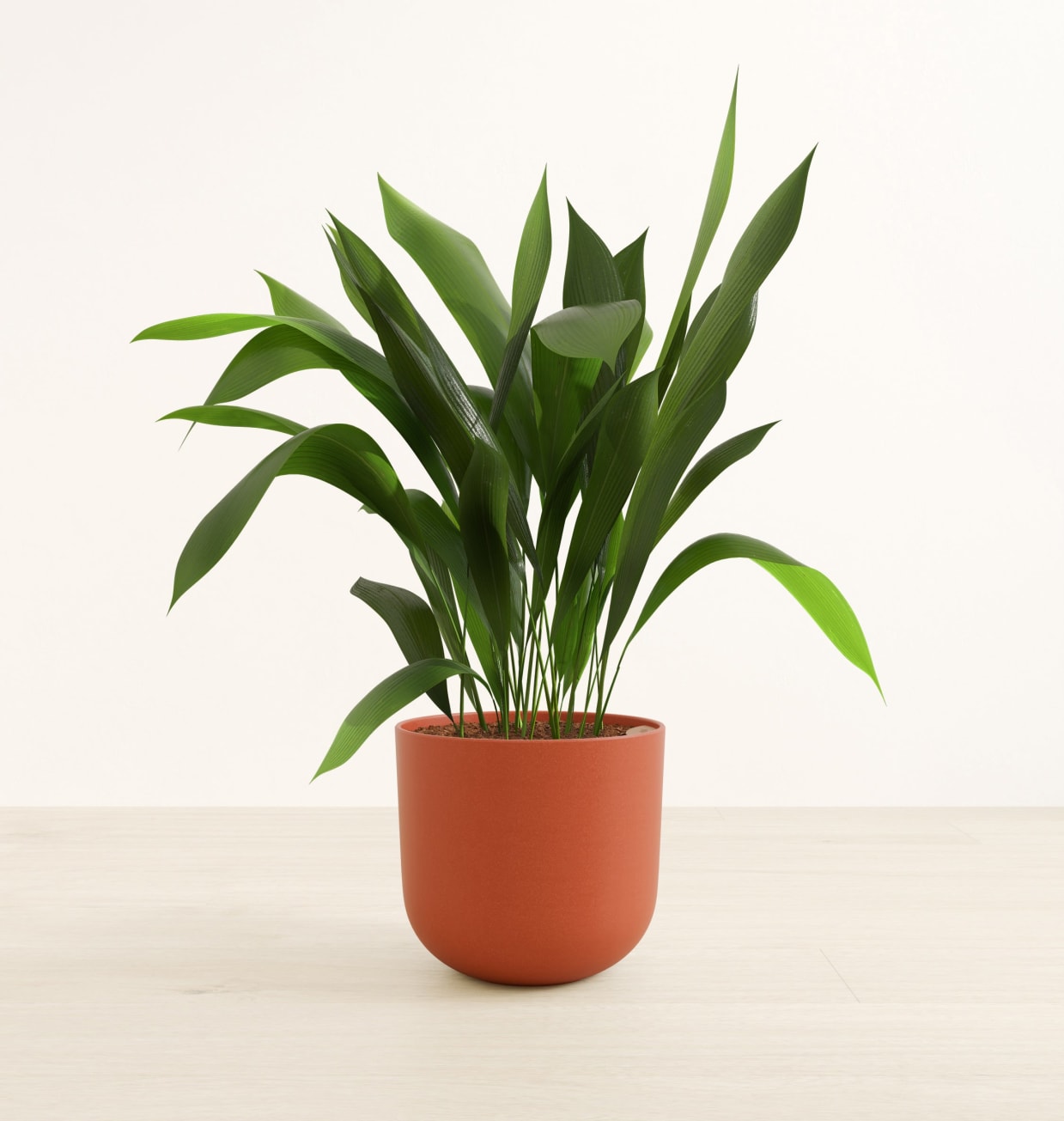 Cast Iron Plant