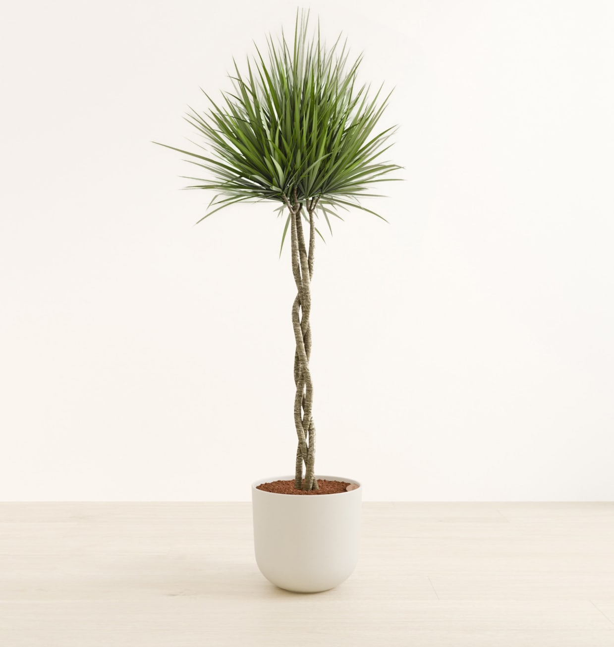 Dragon Tree Braided