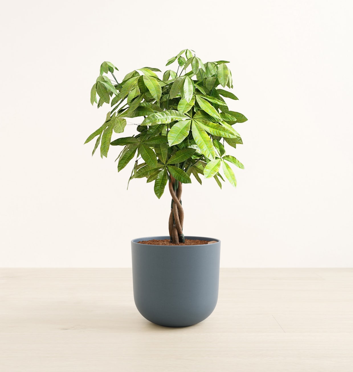 Large Money Tree: Buy Self-Watering Tree | easyplant