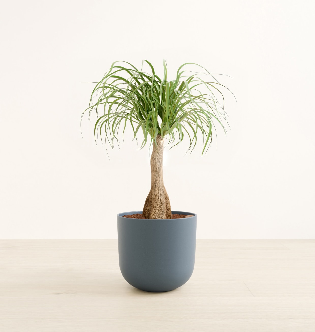 Large Ponytail Palm: Buy Self-Watering Palm | easyplant