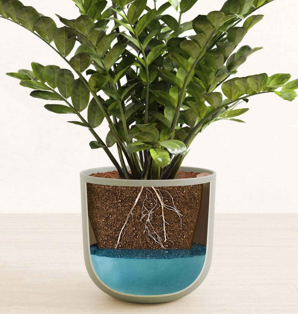 Large Indoor ZZ Plant for Sale | easyplant