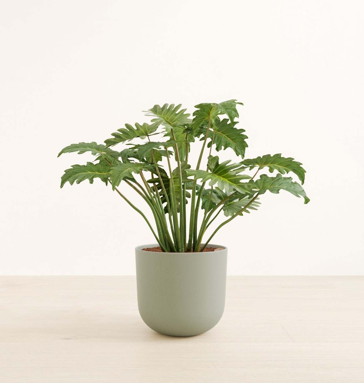 Large Philodendron Shangri La Plant for Sale | easyplant