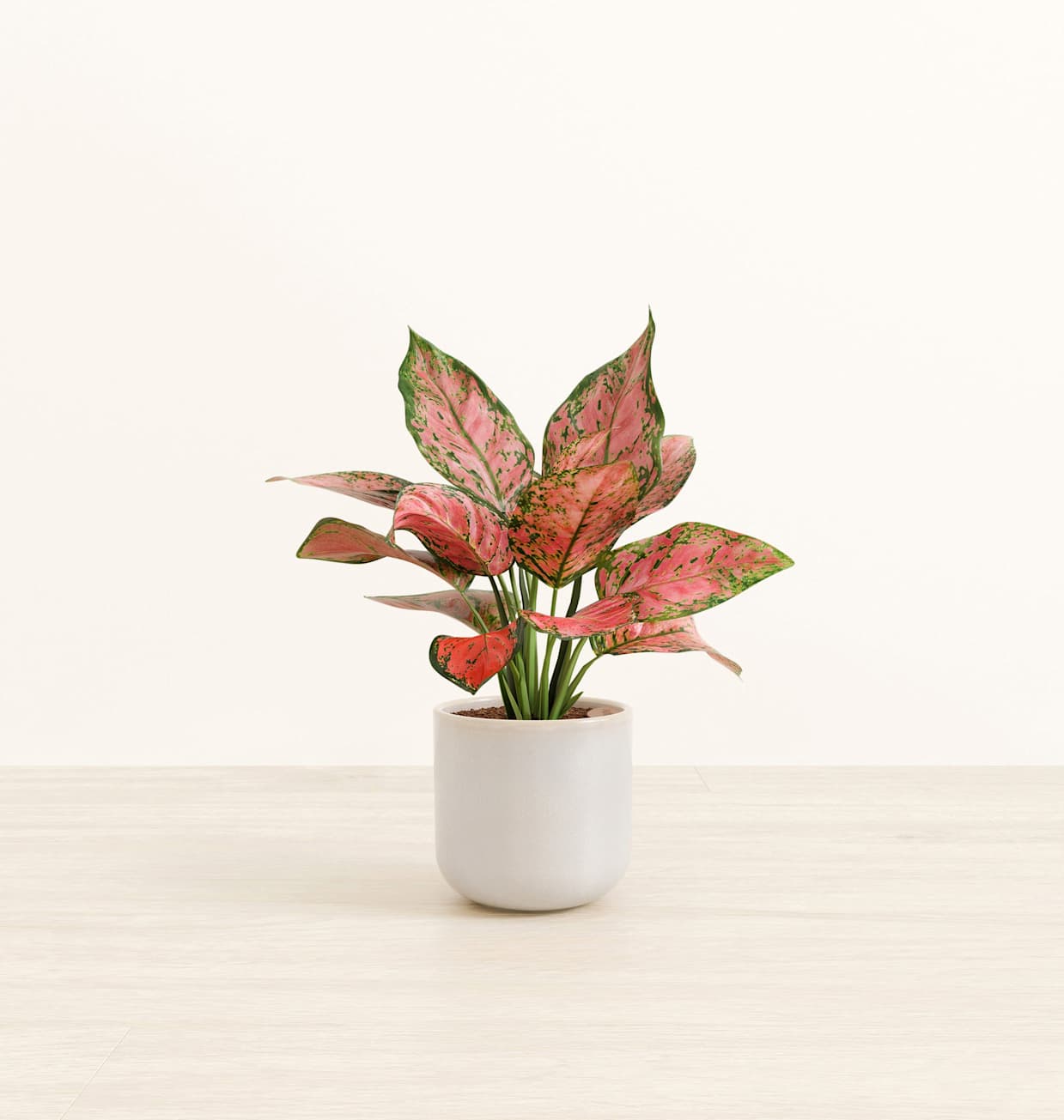 indoor dracaena marginata Desktop Dracaena Marginata Braided