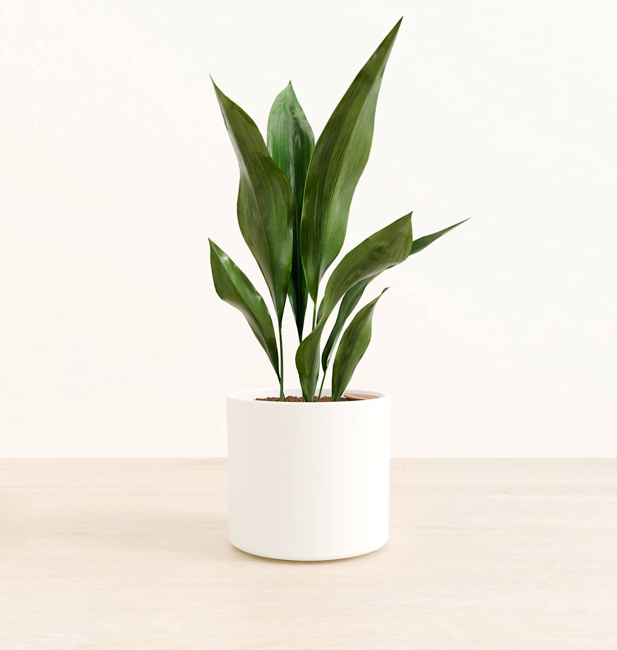 Cast Iron Plant