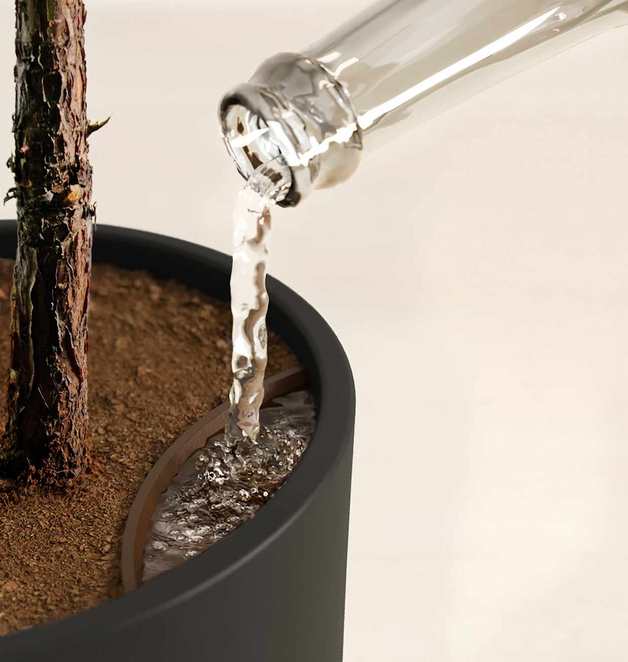 Medium Fiddle Leaf Fig: Self-Watering | easyplant