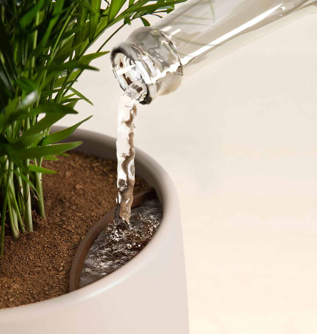 Small Parlour Palm in a Self-Watering Pot | easyplant UK