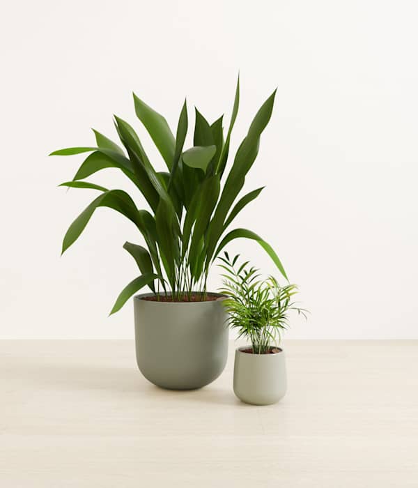 Evergreen Ease Plant Set - Aloe Vera