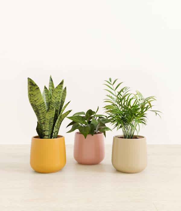 Emerald Trinity Trio of Tropical Plants - Evening Sky