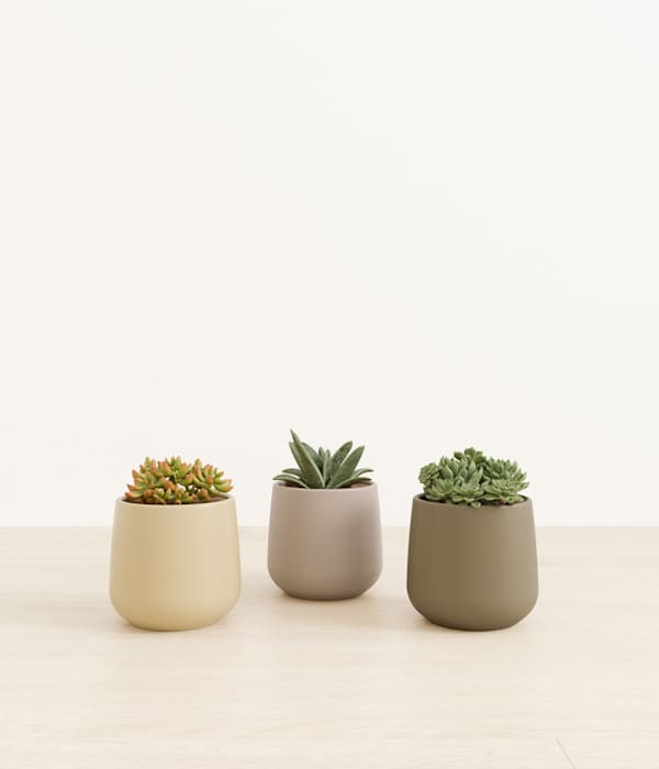 Succulent Serenity - Tranquil Succulent Collection - Woodland