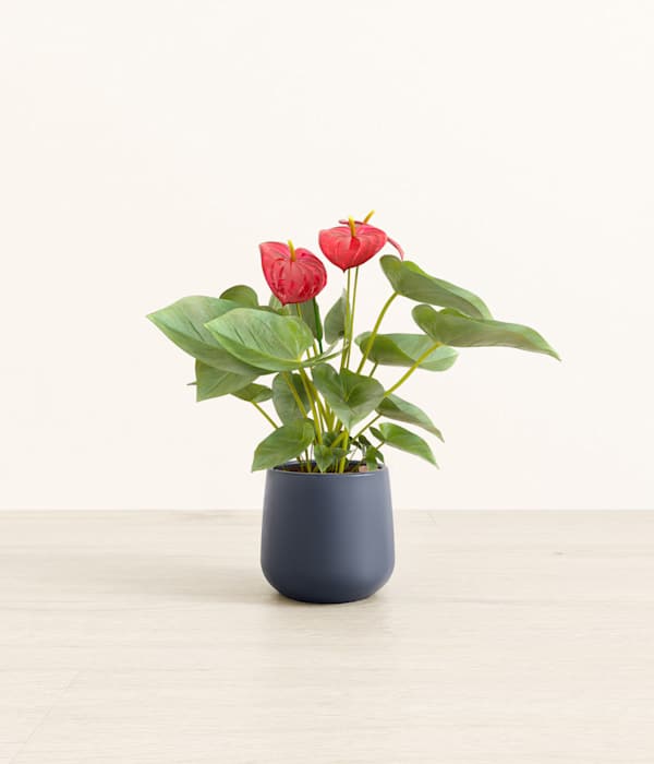 Red Anthurium Plant - Deep Navy