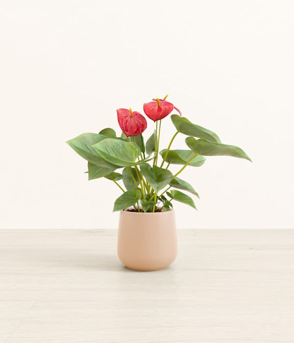 Red Anthurium Plant - Gentle Pink