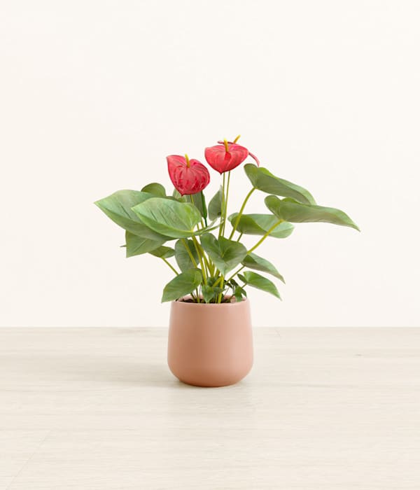 Red Anthurium Plant - Calm Rose