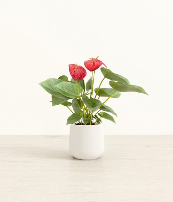 Red Anthurium Plant - White
