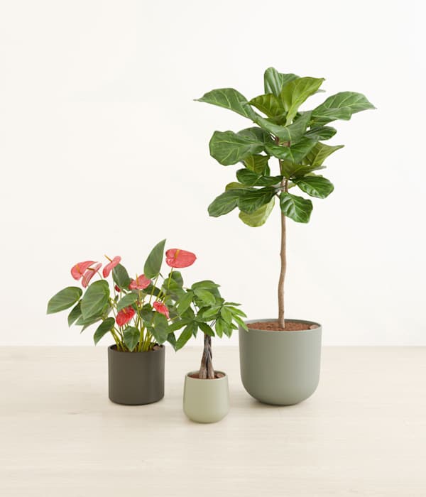 Fresh Starts Plants Collection - Countryside
