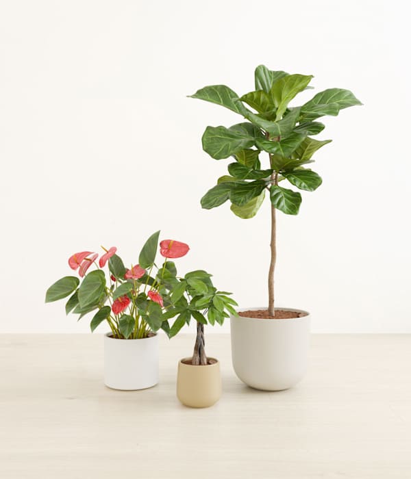 Fresh Starts Plants Collection - Misty Morning