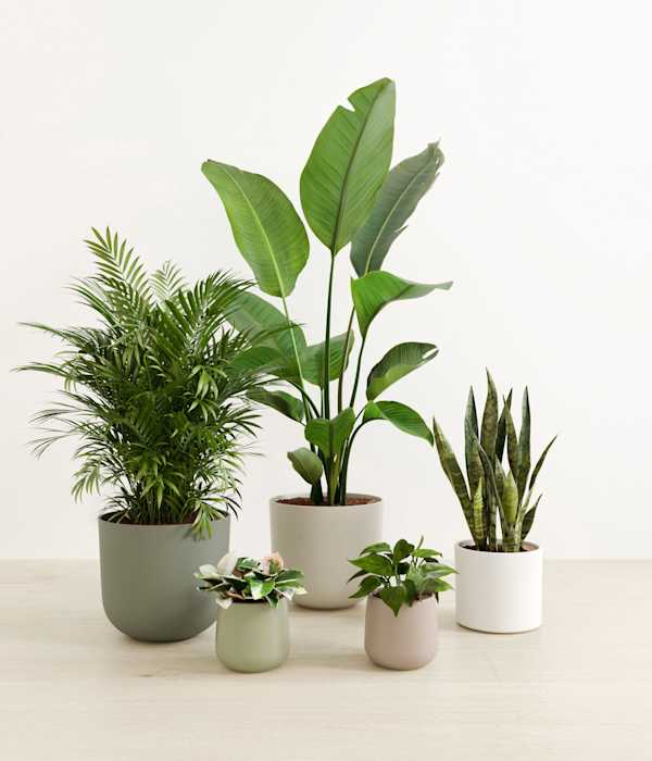 Giving Roots - Earthy