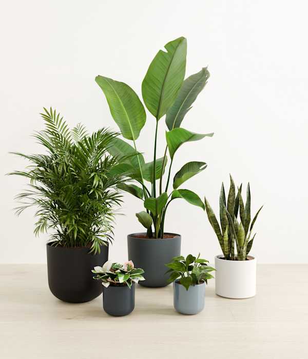 Giving Roots - Pebble Shore