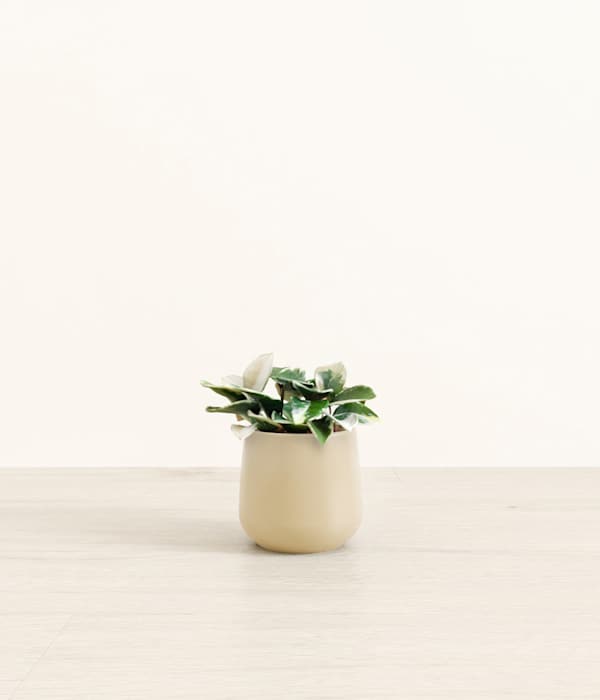 Hoya Carnosa Tricolor Plant - Almond Green