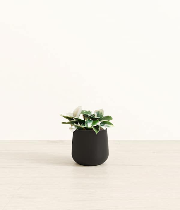 Hoya Carnosa Tricolor Plant - Black