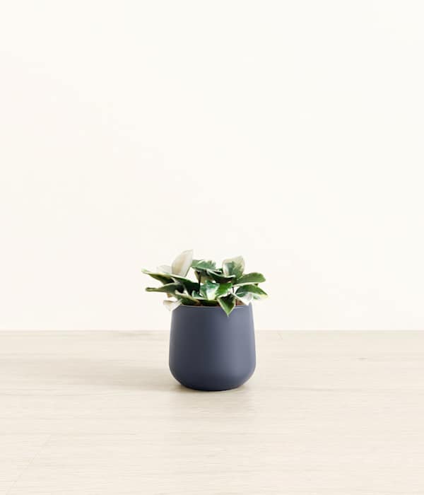 Hoya Carnosa Tricolor Plant - Deep Navy