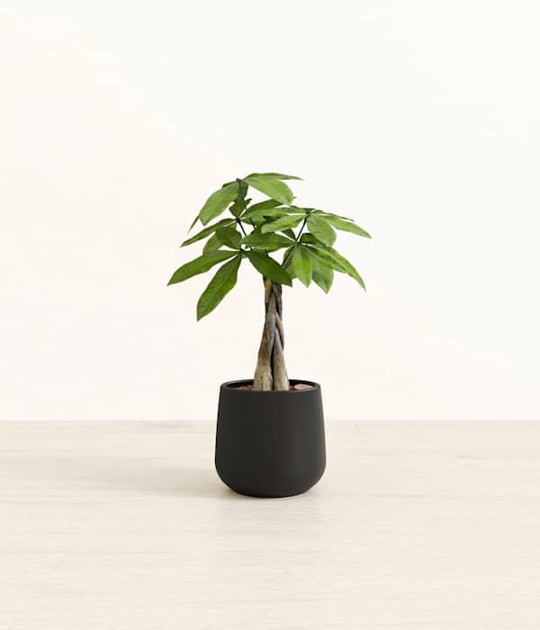 Money Tree - Black