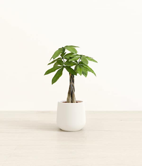 Money Tree - White