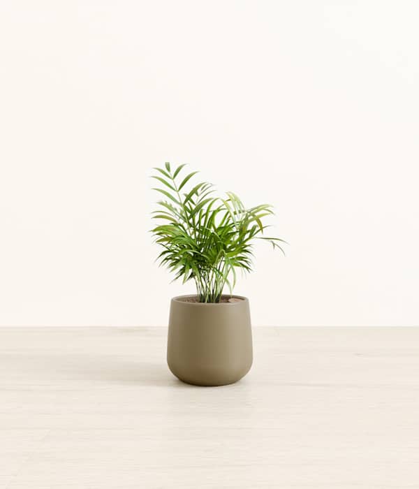 Parlor Palm - Olive