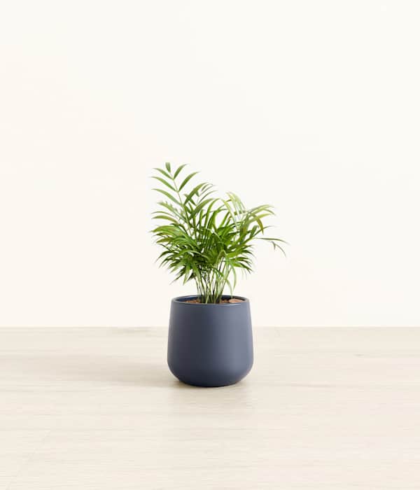 Parlor Palm - Deep Navy