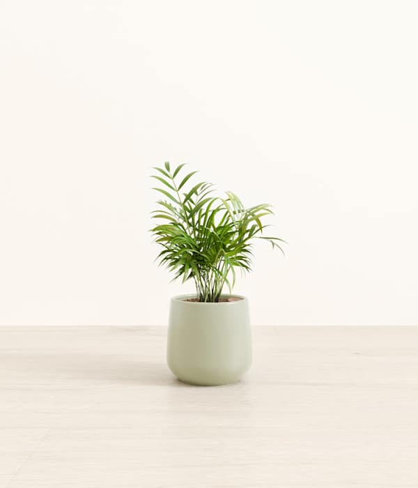 Parlor Palm - Turquoise