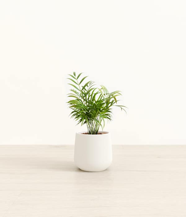 Parlor Palm - White