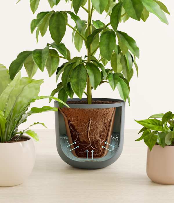Summer Symphony Plant Trio - Summet Mist